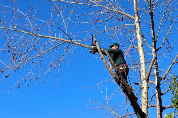 professional tree trimming pruning residential property